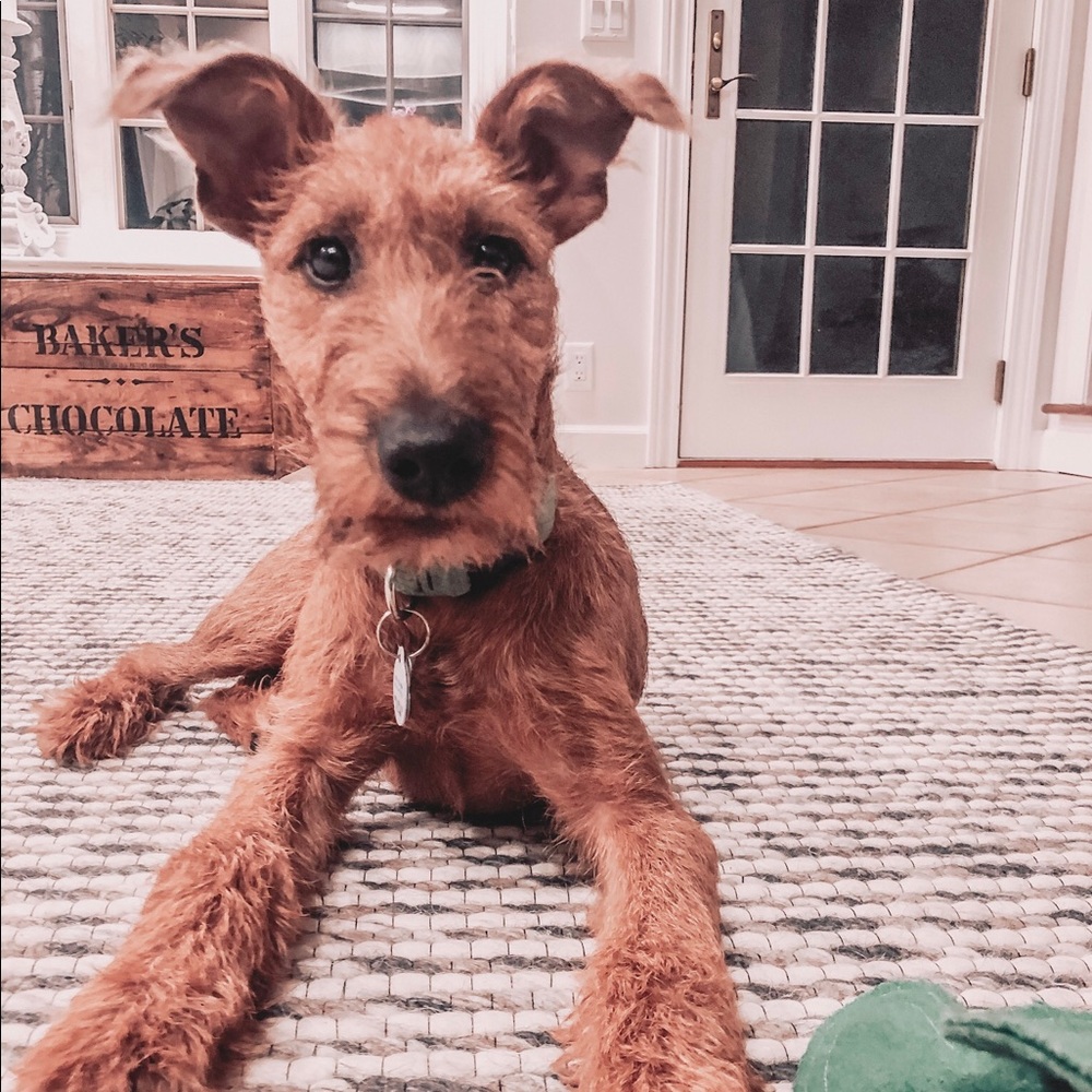 Meet your Posher, Korina